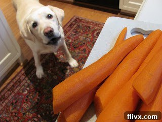 A cute dog, Lambeau, eagerly watching Bourbon Maple Glazed Carrots prep, circa 2010.