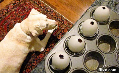 A dog sitting near counter where empty egg shells are set in a muffin tin