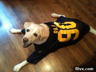 A charming family dog wearing a retro football jersey, playfully looking up with an expression that suggests hoping for a taste of dessert.