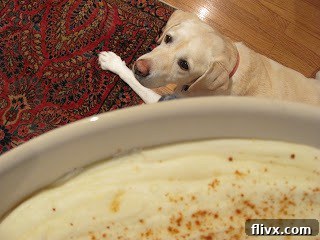 Lambeau, the dog, curiously eyeing the Easy Puffed Potatoes Casserole in the kitchen.