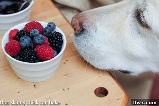 Lambeau, a yellow Labrador, sitting patiently near a plate of buttermilk pancakes, seemingly inspecting the garnish.