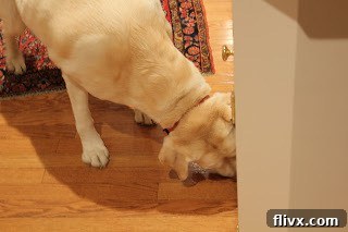 Dog licking crumbs off the kitchen floor