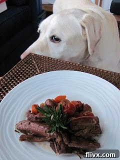 A charming yellow labrador, Lambeau, eagerly eyeing a plate of Pot Roast with Mushrooms, Tomatoes & Red Wine, showcasing its irresistible appeal.