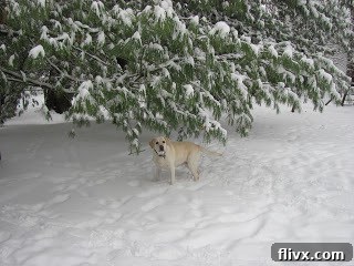 A playful dog, Lambeau, covered in fresh snow, looking joyful.
