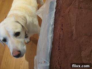 Our dog, Lambeau looking at the camera