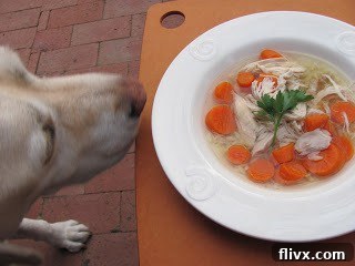 Lambeau the dog sniffing a bowl of Homemade Chicken Soup with Matzo Balls